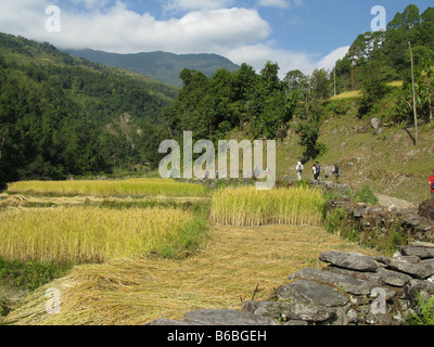 Trekker fahren Reisfelder im Flusstal Bhurungdi zwischen Birethanti und Ulleri in den Ausläufern der Annapurna, Nepal Stockfoto