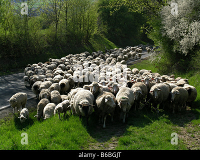 Schafherde im Feld Stockfoto