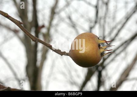 Stüssy Medler ein europäischer Laubbaum (canescens Germanica) mit weißen Blüten und essbare apfelförmige Früchte. Stockfoto