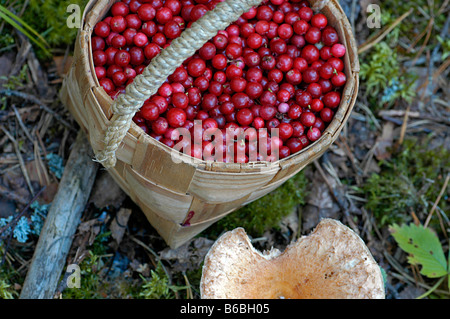 Nahaufnahme von Beeren in Schüssel Stockfoto