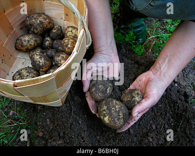Landwirt Kommissionierung Kartoffeln im Feld Stockfoto