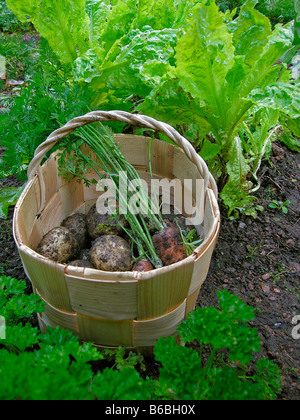 Kartoffeln und Radieschen in Schüssel Stockfoto