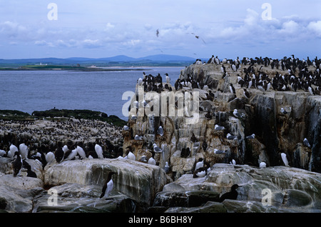 Farne Islands, in der Nähe von gemeinsame Northumberland Stockfoto