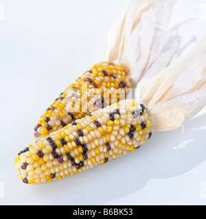 Nahaufnahme von Sweet Hühneraugen Stockfoto