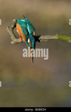 Alcedo Atthis - Eisvogel, nach Beute Tauchen Sie ein Stockfoto