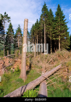 Baum Schäden nach Sturm, Ennerdale Wald Ennerdale, Cumbria Stockfoto