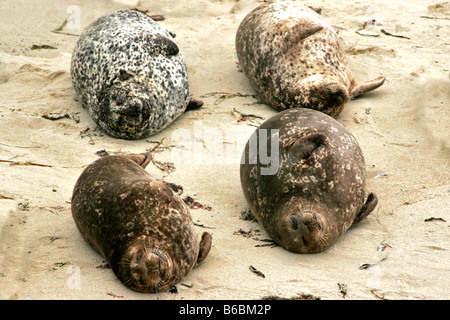 vier Seelöwen auf den Sand vor der Kamera in einem Muster Stockfoto