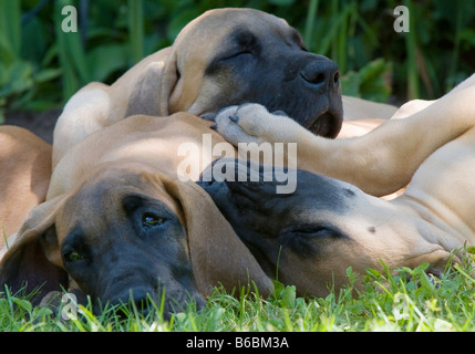 Nahaufnahme von Windhunden liegen auf dem Rasen Stockfoto