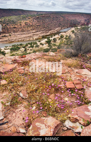 Wildblumen wachsen am oberen Rand der Schlucht im Kalbarri National Park, Western Australia Stockfoto