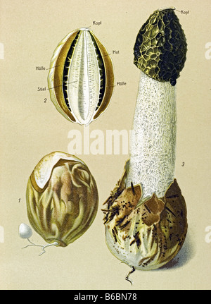 Stinkmorchel, Phallus Impudicus, Pilze Pilze Illustrationen Stockfoto