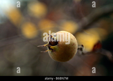 Medler ein europäischer Laubbaum (canescens Germanica) mit weißen Blüten und essbare apfelförmige Früchte. Stockfoto