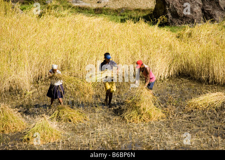 Bauern ernten Reis im Flusstal Modi im Bereich von Annapurna im Himalaya in Nepal Stockfoto