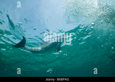 Bahamas Grand Bahama Island Freeport Captive Bottlenose Dolphin Tursiops Truncatus Schwimmen im karibischen Meer am UNEXSO Standort Stockfoto