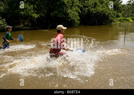 Sammlung von tropischen Fisch für Handel, Amazonas, Peru Stockfoto