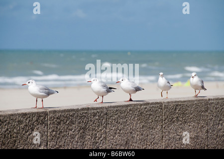 5 Möwen stehen in einer Zeile, Berck, Pas-De-Calais, Frankreich Stockfoto