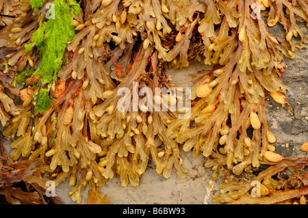 Spirale oder flachen Wrack Fucus Spiralis ein Braunalgen UK Stockfoto