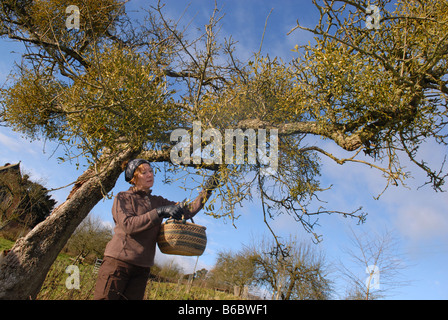 Frau, die Ernte Mistel in South Shropshire, England Stockfoto