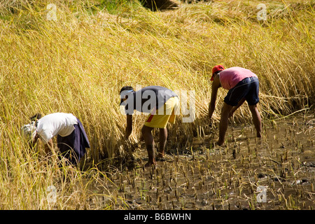 Bauern ernten Reis im Flusstal Modi im Bereich von Annapurna im Himalaya in Nepal Stockfoto