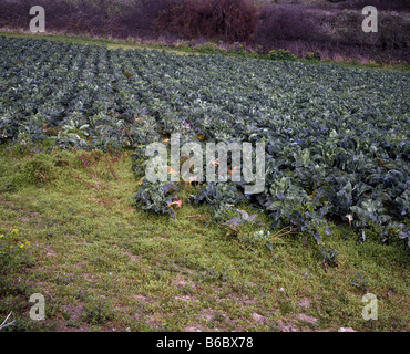 Ein Feld von Kohl, West Cornwall UK Stockfoto