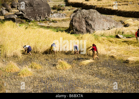 Bauern ernten Reis im Flusstal Modi im Bereich von Annapurna im Himalaya in Nepal Stockfoto