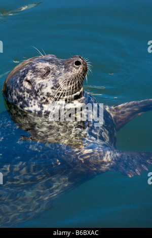 Seehund Phoca Vitulina Victoria "Vancouver Island" Britisch-Kolumbien Kanada Stockfoto