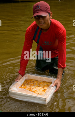 Sammlung von Baby Arowana tropische Fische für Handel, Amazonas, Peru Stockfoto