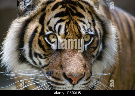 Indonesien, Sumatra-Tiger, Phantera Tigris Sumatrae Surabaya, Java, Surabaya Zoo Stockfoto