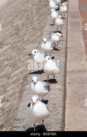 Möwen stehen in einer Zeile, Berck, Pas-De-Calais, Frankreich Stockfoto