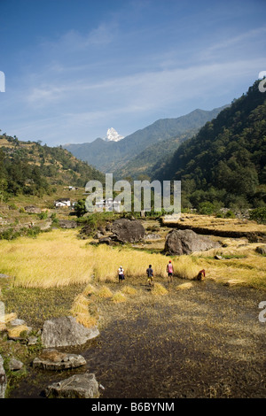 Bauern ernten Reis im Flusstal Modi im Bereich von Annapurna im Himalaya in Nepal Stockfoto