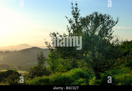 Alten Stechpalmen über 200 Jahre alt auf The Hollies auf den Stiperstones Hügeln Shropshire Stockfoto