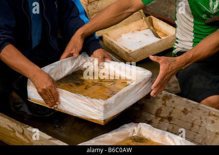 Sammlung von tropischen Fisch für Handel, Amazonas, Peru Stockfoto