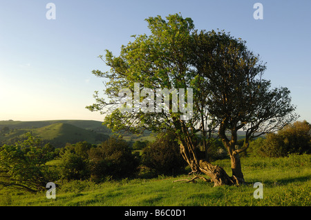 Alten Stechpalmen über 200 Jahre alt auf The Hollies auf den Stiperstones Hügeln Shropshire Stockfoto