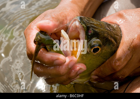 Sammlung von tropischen Fisch für den Handel, Amazonas, Peru männliche Fische brüten Eiern im Mund Stockfoto