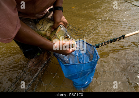 Sammlung von tropischen Fisch für Handel, Amazonas, Peru Stockfoto