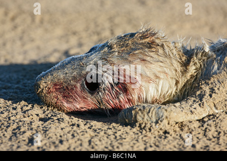 Tote Grey Seal Halichoerus Grypus Pup auf Sand bar Donna Nook Lincolnshire Stockfoto
