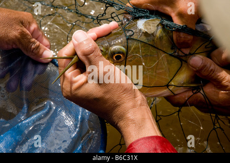 Sammlung von tropischen Fisch für Handel, Amazonas, Peru Stockfoto