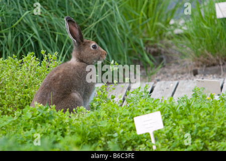 Wilder europäischer Berghase (Lepus timidus), der gepflanzte Exemplare im Botanischen Garten der Universität Oulu in Finnland isst Stockfoto