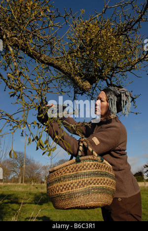 Frau, die Ernte Mistel in South Shropshire, England Stockfoto