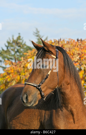 Paso Fino Pferd vor Herbstlaub Stockfoto