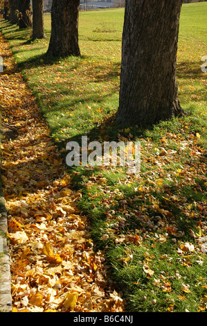 Eine Reihe von Bäumen mit bunten Laub im Herbst. Stockfoto