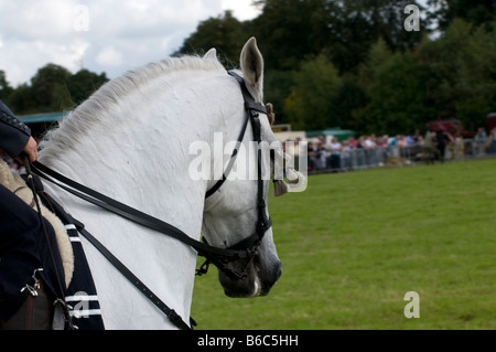 Spanische Dressur auf der Romsey Show 2008 Stockfoto