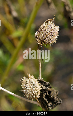 Datura Stramonium Früchte und Samen Stockfoto