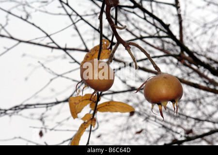 Medler ein europäischer Laubbaum (canescens Germanica) mit weißen Blüten und essbare apfelförmige Früchte. Stockfoto