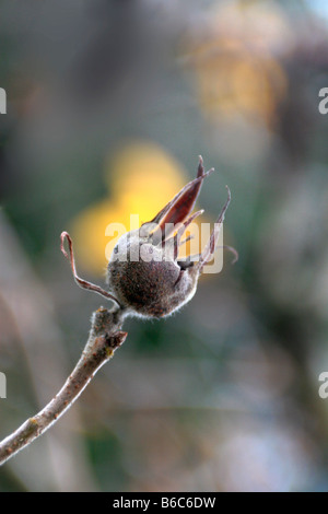 Medler ein europäischer Laubbaum (canescens Germanica) mit weißen Blüten und essbare apfelförmige Früchte. Stockfoto