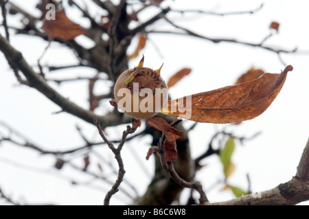 Medler ein europäischer Laubbaum (canescens Germanica) mit weißen Blüten und essbare apfelförmige Früchte. Stockfoto