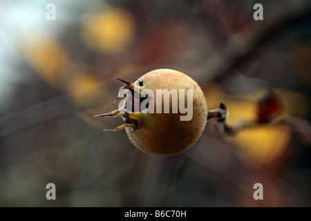 Medler ein europäischer Laubbaum (canescens Germanica) mit weißen Blüten und essbare apfelförmige Früchte. Stockfoto