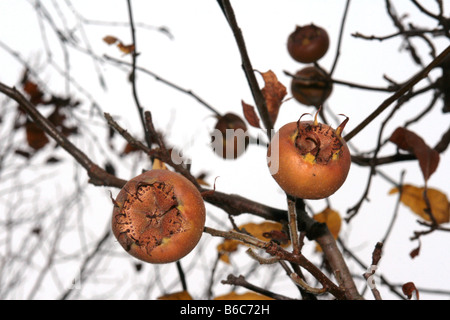 Medler ein europäischer Laubbaum (canescens Germanica) mit weißen Blüten und essbare apfelförmige Früchte. Stockfoto