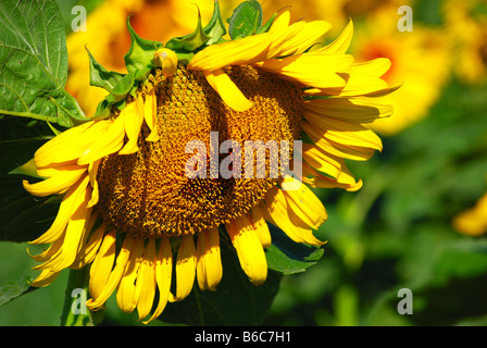 Hängende Sonnenblume in einem Feld von Kansas Stockfoto