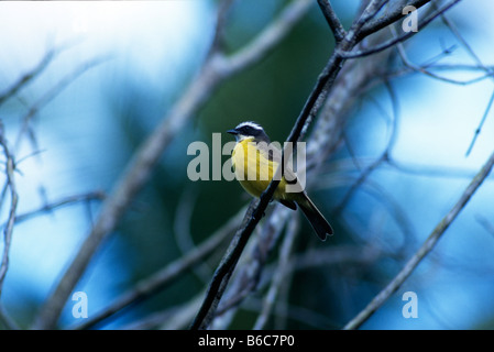 Soziale Fliegenfänger (Myiozetetes Similis) thront auf einem Baum auf dem Gelände Cockscomb Basin Wildlife Sanctuary (Jaguar Reserve) Stockfoto