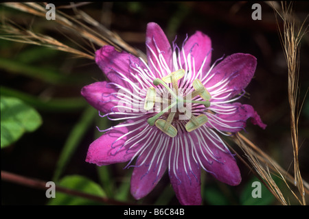 Dunkel rosa Passionfruit Blume (Passiflora Edulis) neben den Western Highway in der Nähe von Monkey Bay Wildlife Sanctuary Stockfoto